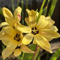 イキシア,東京 スカイツリー,愛たい,大切な家族,いつも一緒の画像