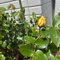 ミ二バラ,葉牡丹（はぼたん）,プランター,千葉県,お花大好き♡の画像