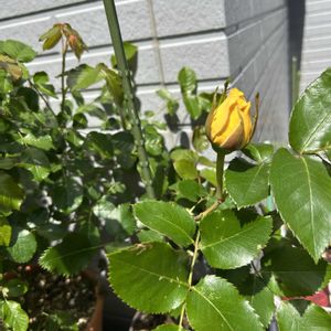 ミ二バラ,葉牡丹（はぼたん）,プランター,千葉県,お花大好き♡の画像