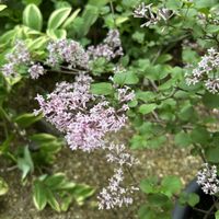 ライラック,千両 ダークショコラ,アムソニア ストームクラウド,PW,庭の画像