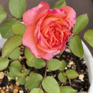 スヴニール・ドゥ・アンネ・フランク,ガーデニング,花のある暮らし,ナチュラルスタイル,薔薇のある暮らし♡の画像