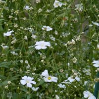 カスミソウ,額紫陽花,小判草,ポピー(ひなげし),お出かけ先の画像