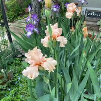 アリッサム,ジャーマンアイリス,ダールベルグデージー,百日草,クリーピングタイムの画像