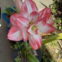 アマリリスの画像