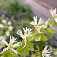 ベニバナトキワマンサクの画像