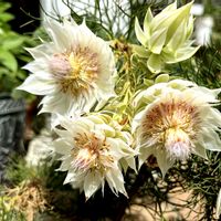 セルリア,セルリア,セルリア,セルリア ブラッシングブライド,セルリア ブラッシングブライドの画像