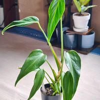 モンステラ,観葉植物の画像