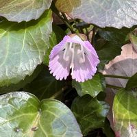 イワウチワ,イワウチワ,ユキザサ,ユキザサ,ワサビの画像