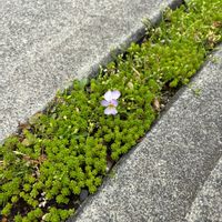 セダム,ビオラ,多肉植物,グラウンドカバー,駐車場コンクリート目地の画像