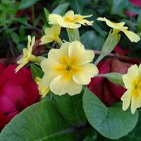 プリムラの画像