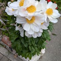 アマリリス,フクシア,芍薬,カランコエ　ミラベラ,八重咲きアマリリスの画像