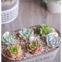 ホヤ・カルノーサ,多肉植物,多肉大好き,可愛い,癒しの画像