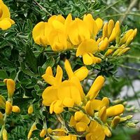 エニシダの画像