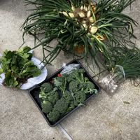 玉ねぎ,ブロッコリー,ほうれん草,エシャレットの画像