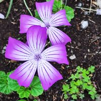 アグロステンマの画像