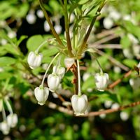 ドウダンつつじ,庭木,白い花,植栽,庭の画像