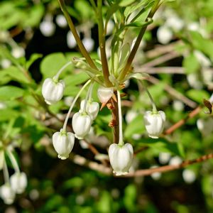 ドウダンつつじ,庭木,白い花,植栽,庭の画像