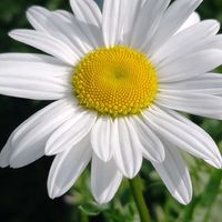 シラー,チョウジソウ,フランスギク,地植え,ガーデニングの画像