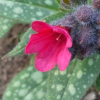 プルモナリアの画像