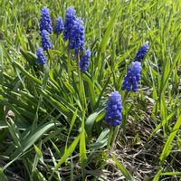 スイセン,スイセン,ムスカリ,ムスカリ,ミツバツツジの画像