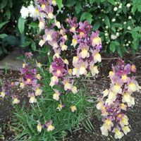 リナリアの画像