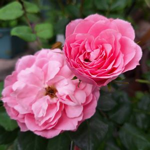 誕生日プレゼント,バラ・ミニバラ,バラを楽しむ,おうち園芸,小さな庭の画像