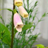 ジギタリスの画像