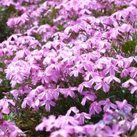 シバザクラ,芝桜,グランドカバー,ピンク色の花の画像