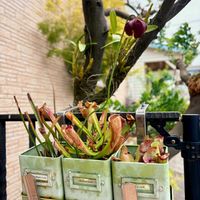 デンドロビウム,デンドロビウム,ラン,パールアカシア,サラセニア アラタの画像