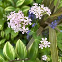 アマドコロ,ビオラ,チョウジソウ,シレネ サクラコマチ,シレネ サクラコマチの画像