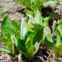ミズバショウ,春の花,水芭蕉,白い花,山形県長井市古代の丘資料館の画像