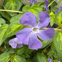 ツルニチニチソウの画像