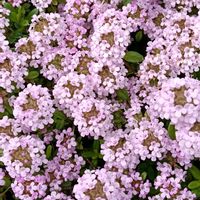 イブキジャコウソウの画像