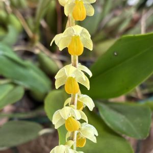 セロジネ　コビアナ,Coelogyne cobbiana,セロジネ　コッビアナ,ラン科,着生植物の画像