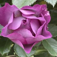 バラ,バラ,ブルーフォーユー,フレグラント アプリコット,万葉の画像