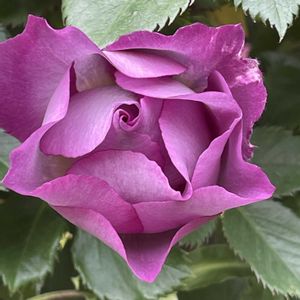 バラ,バラ,ブルーフォーユー,フレグラント アプリコット,万葉の画像