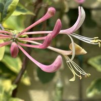 ロニセラ,ハイビスカス　ケイト,山野草,シェードガーデン,斑入り。の画像