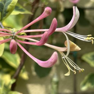 ロニセラ,ハイビスカス　ケイト,山野草,シェードガーデン,斑入り。の画像