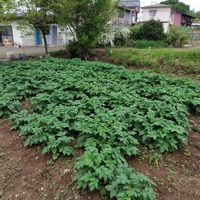 ジャガイモの画像