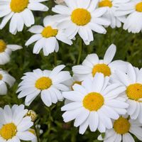 ノースポール,外出先にて,GSのみなさんに感謝♡,平和を願う,２０２５年同期の画像