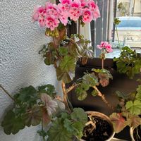 ゼラニウムの画像