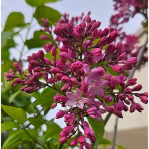 ライラック,シラー・カンパニュラータ,ラッキーライラック,ラッキーライラック,ボタニカルライフの画像