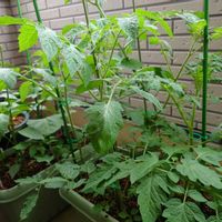 可愛い,緑のある暮らし,癒し系,ナス☆,ミニトマト♥の画像