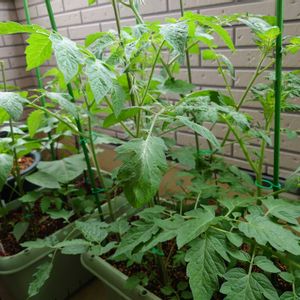 可愛い,緑のある暮らし,癒し系,ナス☆,ミニトマト♥の画像