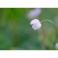 ニリンソウ,広い庭の画像