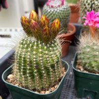 パロディア属,Parodia buenekeri,多肉植物,観葉植物,100均の画像