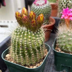 パロディア属,Parodia buenekeri,多肉植物,観葉植物,100均の画像