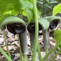 シュンラン,ワスレナグサ,ムサシアブミ,ウラジロ,ハナショウガの画像