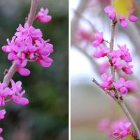 ハナズオウ,広い庭の画像