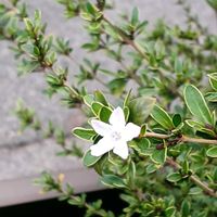 ハクチョウゲの画像